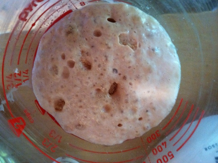 yeast proofing