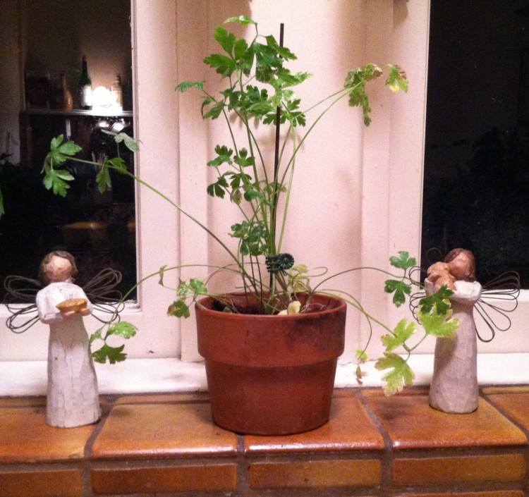 Jeremy's Parsley