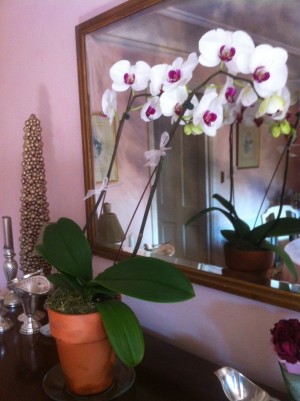 Mirror orchid
